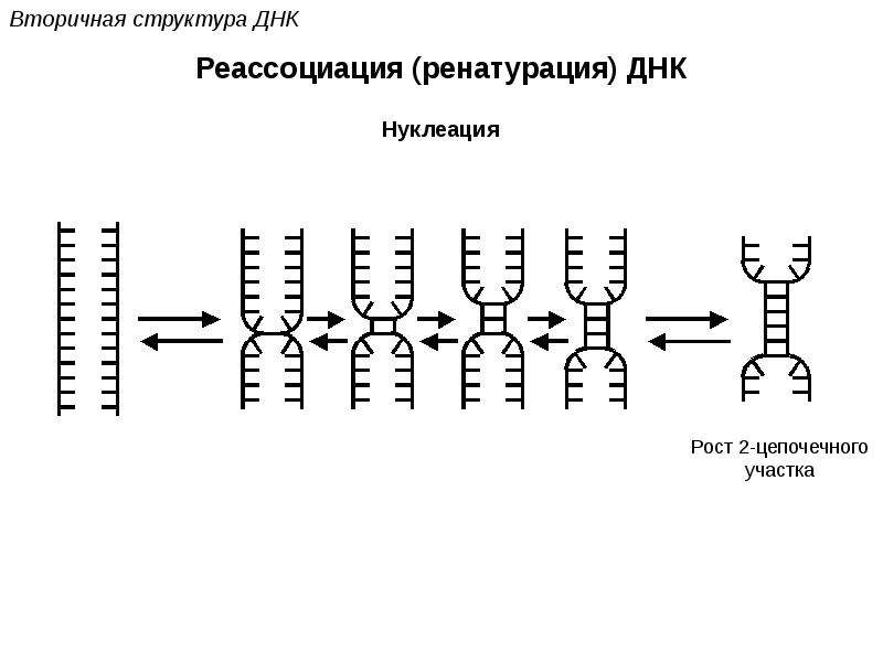 Схема процесса происходящего на ИРНК. Вторичная структура ДНК И РНК. Структурная организация ДНК. Структурная организация зрелой и-РНК.. Биополимеры рнк