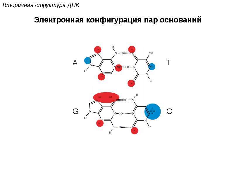 Основание днк и рнк. Вторичная структура ДНК И РНК. Пары оснований ДНК. Биополимер ДНК. Структурная формула биополимера.