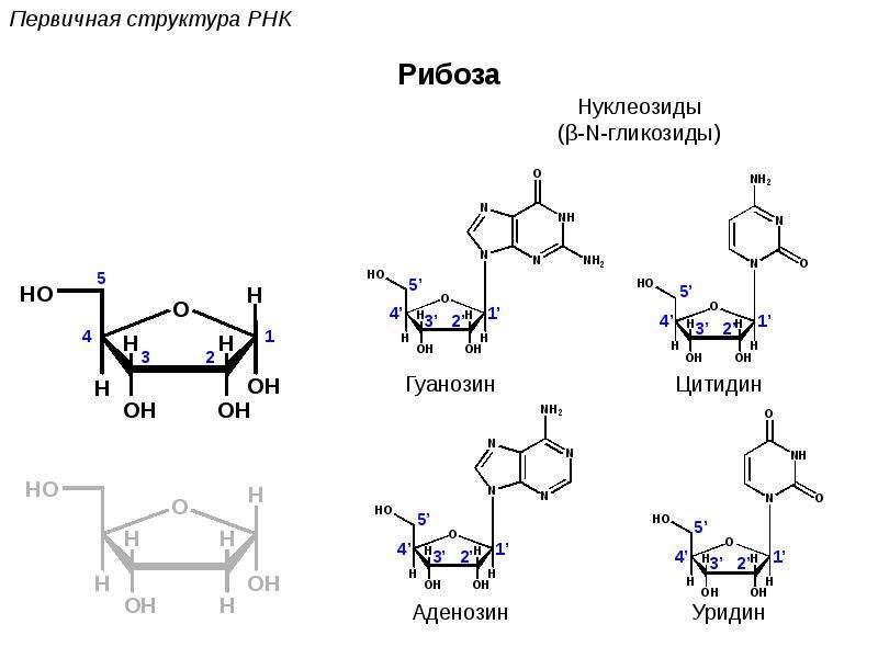 Биополимеры рнк. Гуанозин строение. Гуанозин формула. Аденозин и гуанозин. Нуклеотид гуанозин.