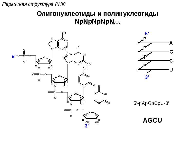 Биополимеры рнк. Первичная структура ДНК И РНК. Полинуклеотиды ДНК И РНК.