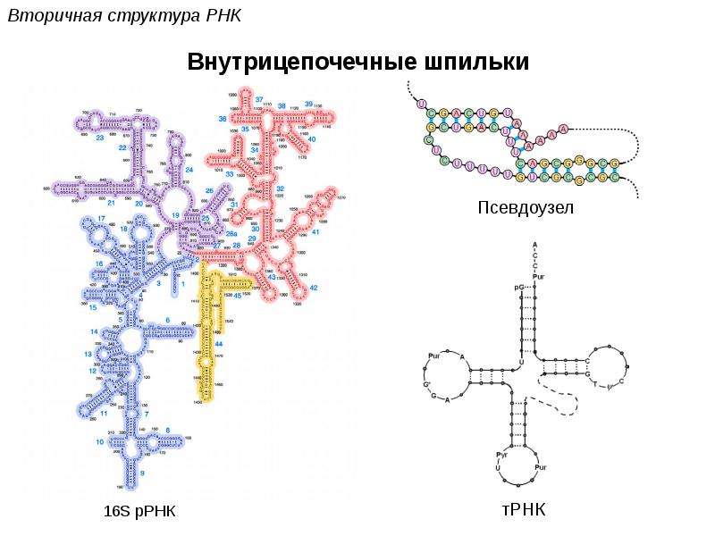 Структурная рнк. Элементы вторичной структуры РНК. Вторичная структура рибосомальной РНК. Строение биополимера РНК. 16 S рибосомная РНК.