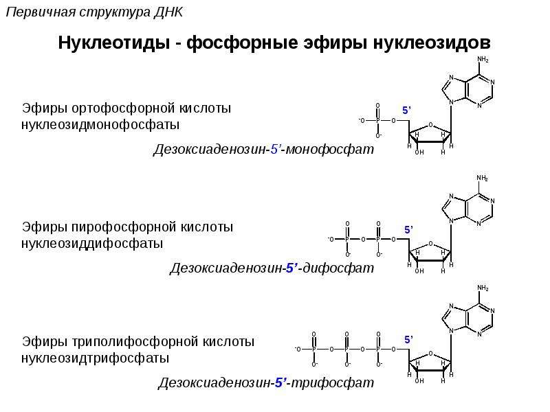 Биополимеры рнк. Дезоксиаденозин 5 фосфат. Дезоксиаденозин дифосфат. Дезоксиаденозин 3 5 дифосфат. Строение дезоксиаденозин-3'-монофосфата.