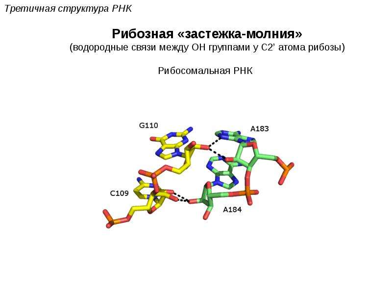 Рнк сайт. Рибосомальная РНК структура. Третичная структура РНК. Строение биополимера РНК. Водородные связи в РНК.