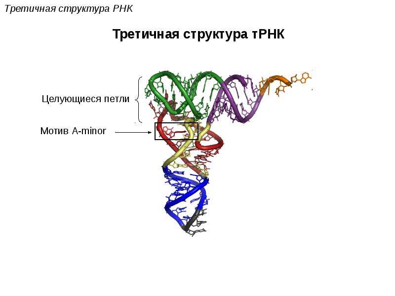 Структурная рнк. Строение третичной структуры РНК. Третичная структура ДНК И РНК. Третичная структура ТРНК. Третичная структура т РНК.