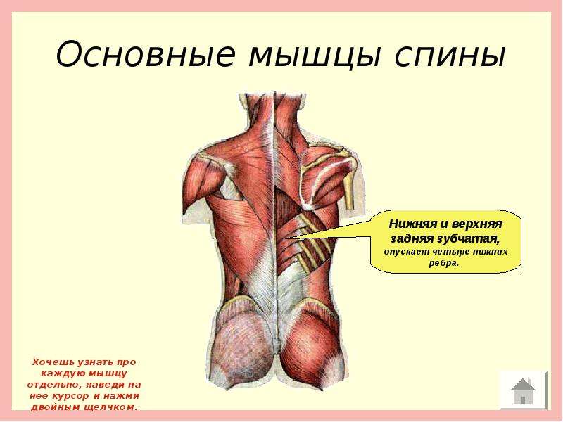 Мышцы спины презентация