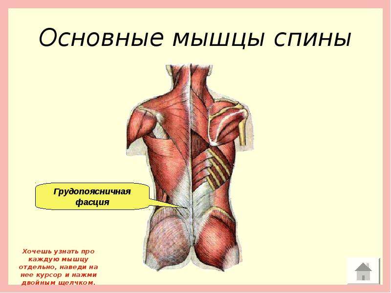 Квадратная мышца спины анатомия картинки для массажа