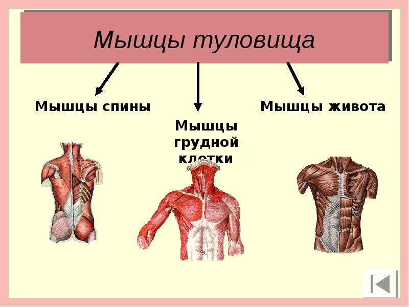 Мышцы человека презентация