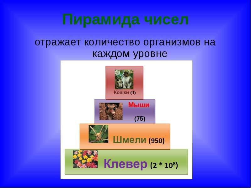 Различные экологические пирамиды и соотношения организмов на каждой их ступени проект