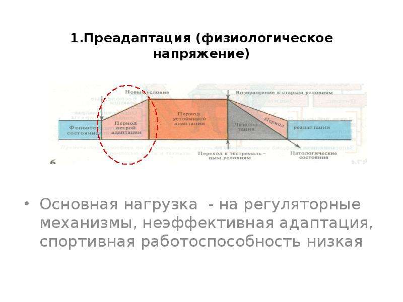 Анатомо физиологические основы мышечной деятельности презентация