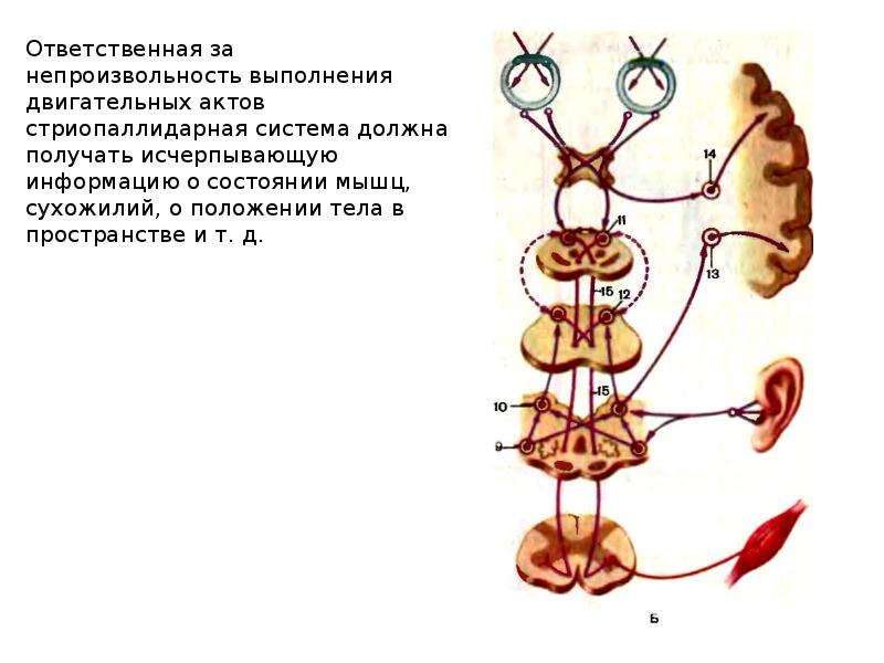 Новый экстрапирамидный путь схема