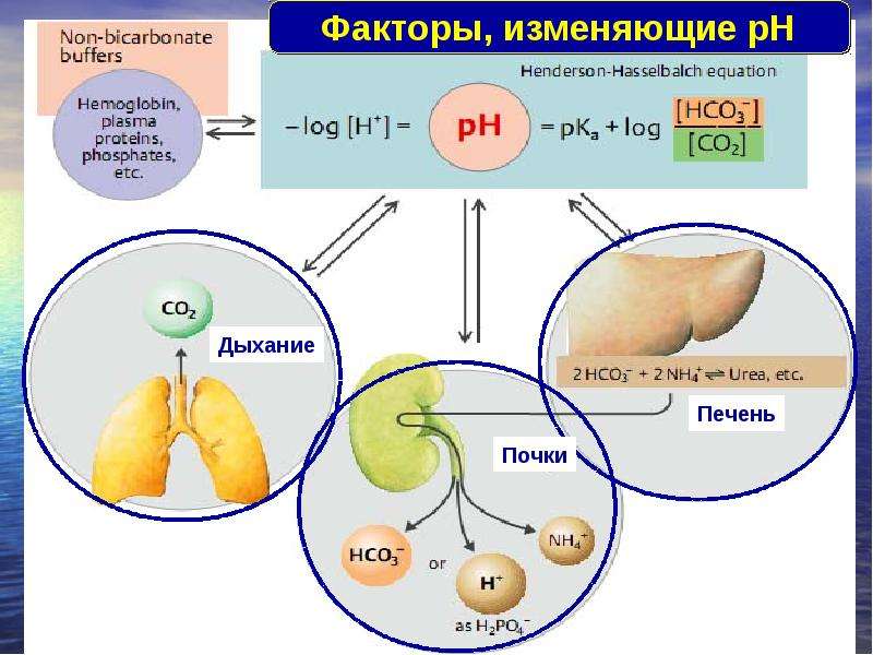 Факторы изменяющие. Ацидоз рубца патогенез. Ацидоз биохимия. Виды алкалоза и ацидоза биохимия. Ацидоз печени.