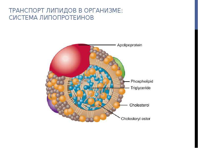 Липиды в организме человека