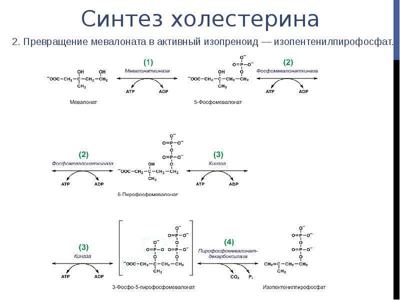 Синтез холестерина. Синтез холестерола до мевалоновой кислоты. Холестерин Синтез до мевалоната. Изопентенилпирофосфат формула. Превращение мевалоната в изопентенилпирофосфат.