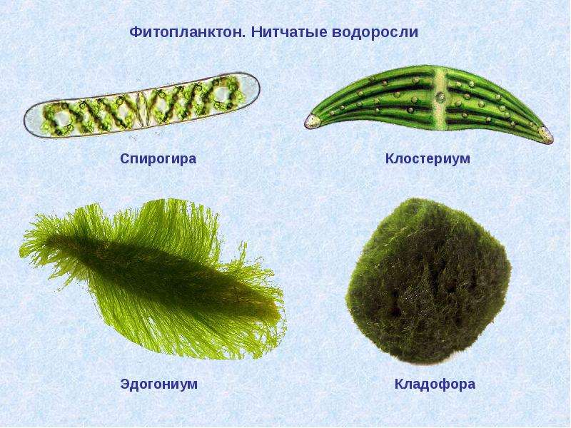 Нитчатые водоросли спирогира
