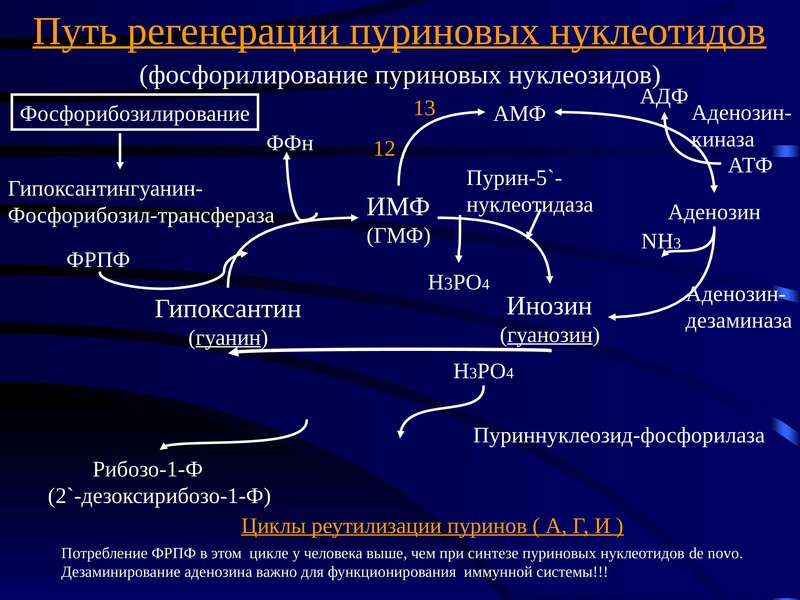 Схема распада нуклеопротеинов