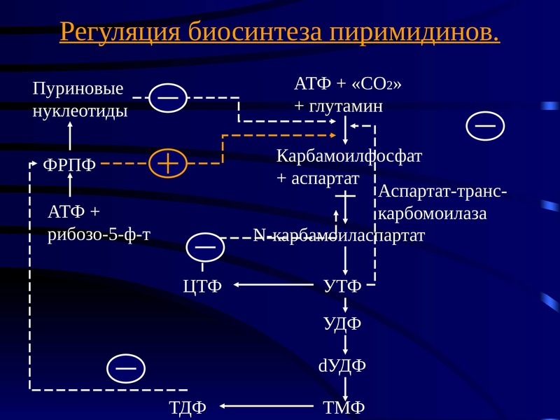 Схема переваривания нуклеопротеинов в желудочно кишечном тракте