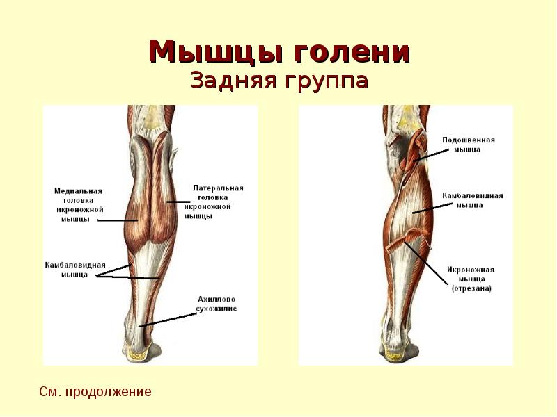 Показать на картинке голень человека