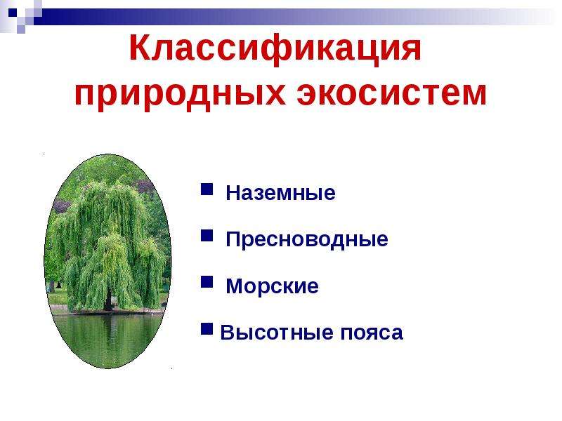 Экологическое описание мыши в экосистеме. Классификация экосистем. Природные системы. Горизонтальная структура экосистемы.