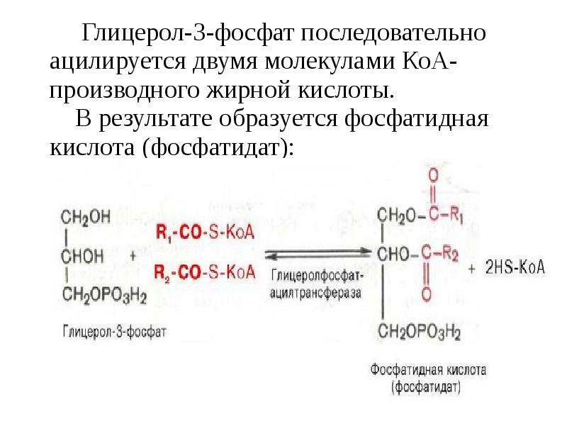 Кислоты образуются в результате превращений. Образование фосфатидной кислоты из глицерол-3-фосфата. Глицерол 3 фосфат. Синтез таг из глицерол 3 фосфата.