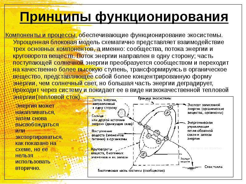 Принцип функционирования системы. Функционирование экосистем. Основные принципы функционирования экосистем. Основной принцип функционирования экосистем. Принципы функционирования агроэкосистем.