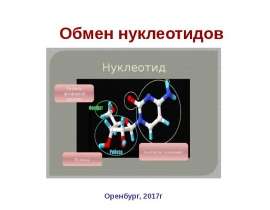 Обмен нуклеотидов