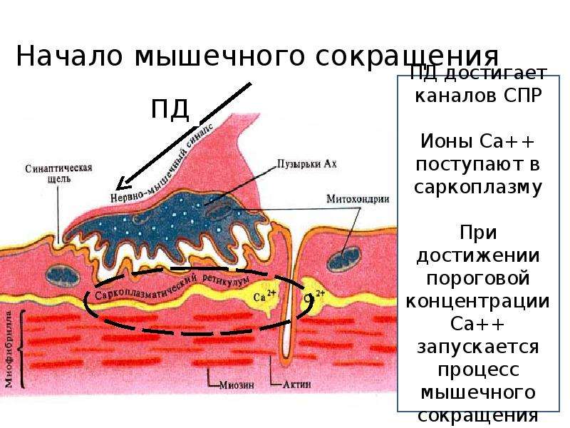 Начало мышцы. Плотное пятно это в физиологии мышц. Оргазм сокращение мышц. СПР канал.