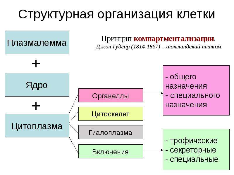 Компартментализация клетки презентация