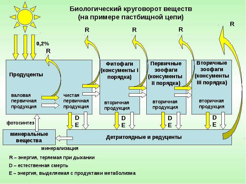 В экосистеме основной поток вещества. Поток энергии в биосфере. Схема потока энергии в экосистеме. Универсальная модель потока энергии в экосистемах. Валовая и чистая первичная продукция.