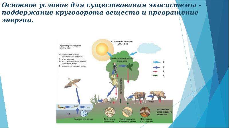 На каком уровне организации происходит круговорот веществ. Пищевые связи круговорот веществ и превращение энергии в экосистемах. Круговорот веществ и превращение энергии в экосистеме. Круговорот веществ и энергии в экосистемах. Пищевые связи в экосистеме 11 класс презентация.