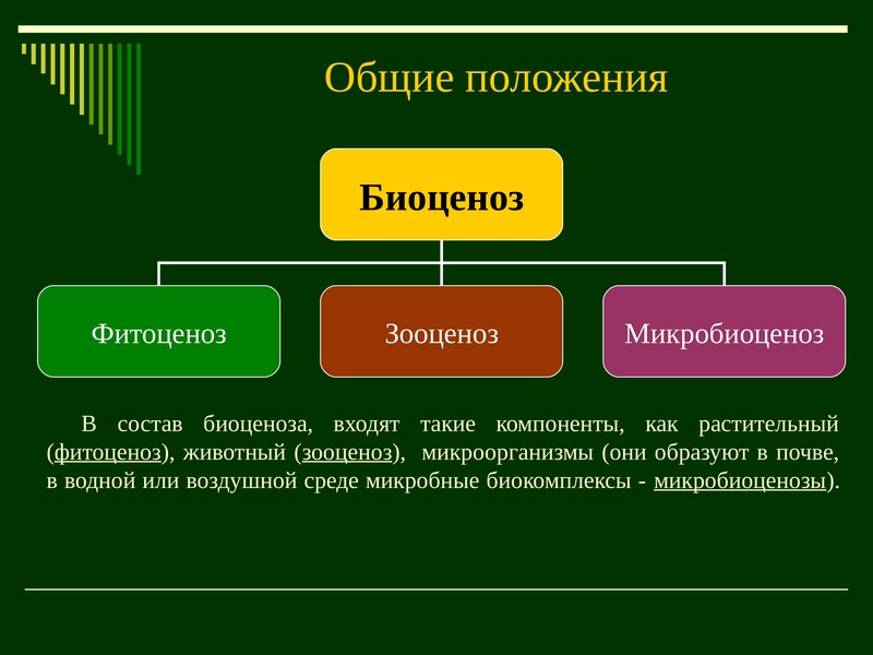 Взаимосвязь компонентов биоценоза презентация 7 класс