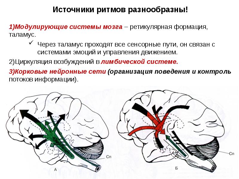 Процесс торможения в коре головного мозга. Модулирующие системы головного мозга. Ретикулярная формация локализация. Модулирующая система мозга психофизиология. Ритмы головного мозга.