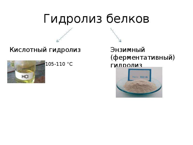 Свойства белков реакции. Свойства белков гидролиз. Химические свойства белков гидролиз. Белки презентация химические свойства. Гидролиз белков в организме человека.