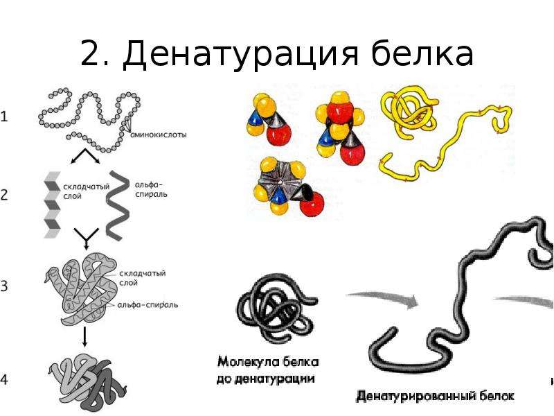 Белка презентация для детей