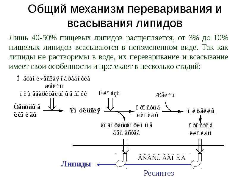 Липиды биохимия лекция презентация