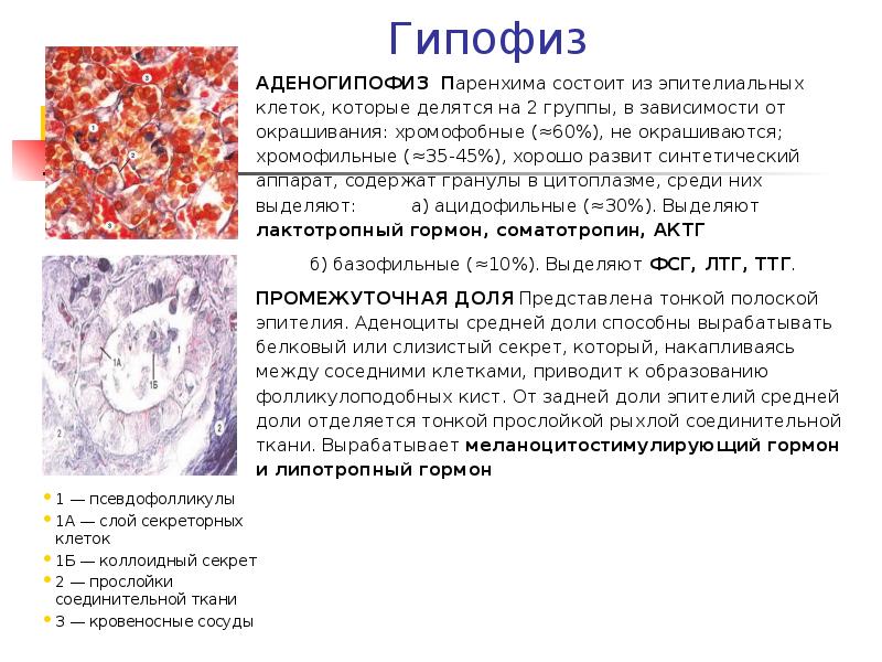 Гипофиз ткань. Гипофиз гистология хромофобные клетки. Гипофиз Тип эпителия. Ацидофильные клетки гипофиза. Доли гипофиза гистология.