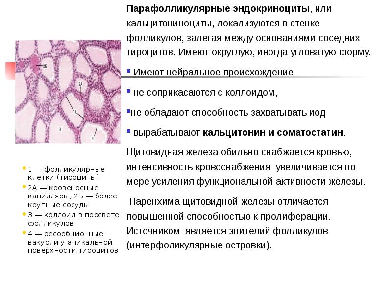 Секреторный цикл фолликулярного тироцита схема по гистологии