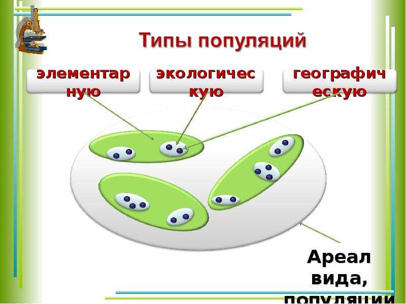 Виды популяций. Популяция схема биология. Типы популяции в биологии. Популяция презентация. Популяция структурная единица вида.