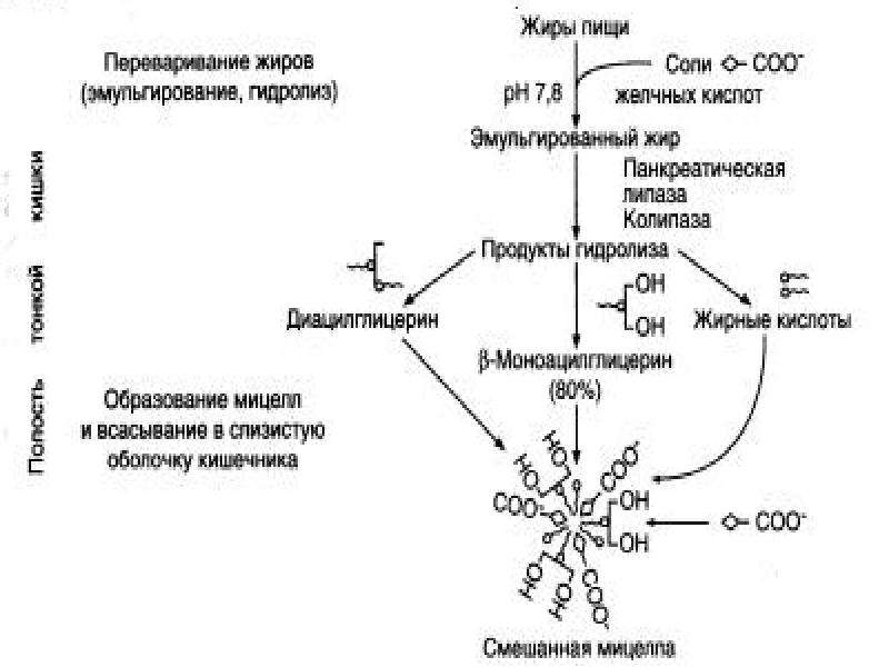 Схема переваривания липидов биохимия