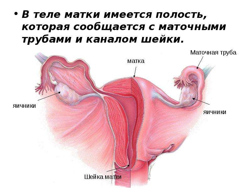 Женская половая труба. Матка и маточные трубы. Матка и маточные трубы анатомия.