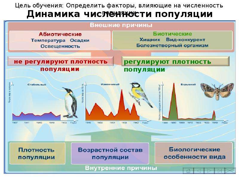 Проект популяция как экологическая единица