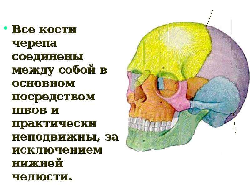 Подвижное соединение в черепе. Кости черепа соединены между собой. Кости лицевого отдела черепа соединяются между собой. Как соединены кости черепа. Все кости черепа соединены неподвижно.
