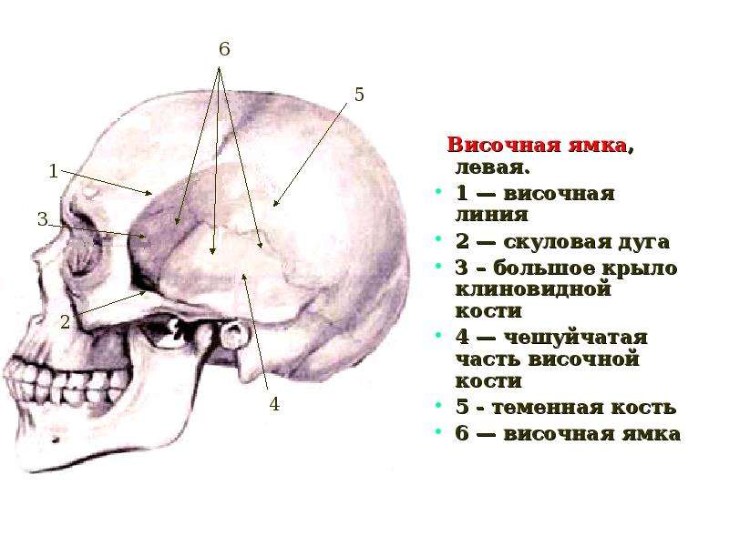 Скуловая и теменные кости. Лицевой отдел черепа кт протокол. Челюстной отдел черепа не выступает вперёд у человека.