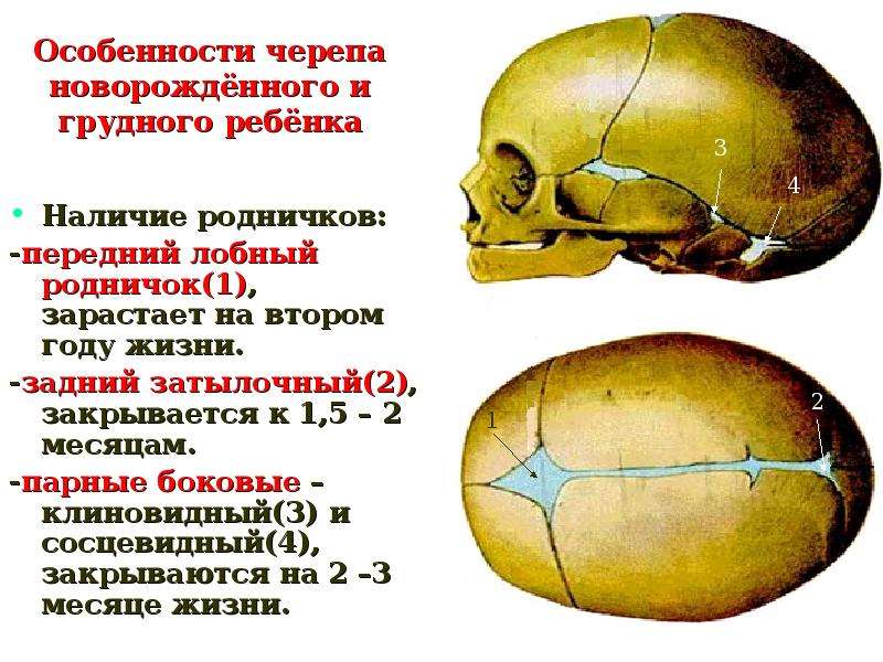 Особенности черепа лягушки. Индивидуальные особенности черепа. Соотнесите череп с особенностями его строения. Соотнести череп с особенностями его строения. Особенности черепа новорожденного.