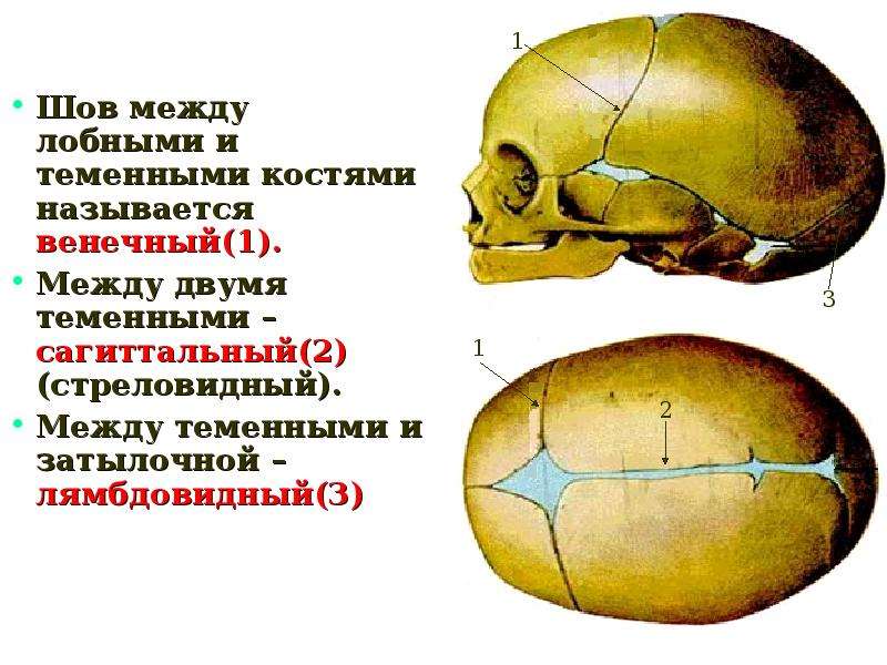 Ламбдовидный шов. Стреловидный шов черепа. Шов между теменными костями. Стреловидный венечный и затылочный швы.