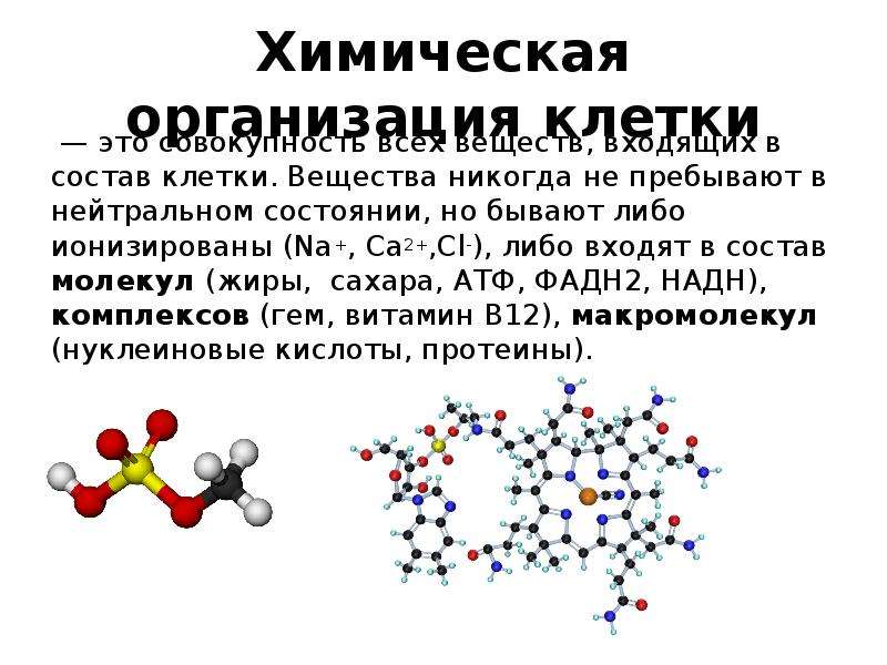 Вещества входящие в клетку. Химическая организация клетки. Химическая организация клетки состав. Химическая организация клетки схема. Охарактеризуйте химическую организацию клетки.