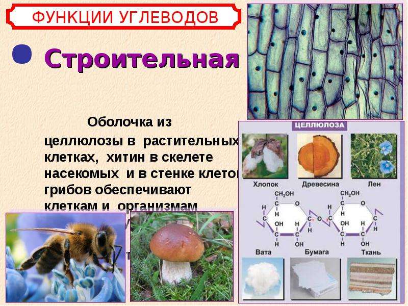 Хитин стенка. Строительная функция углеводов. Углеводы функции презентация. Роль углеводов в клетке. Функции целлюлозы в животном и растительном организме.