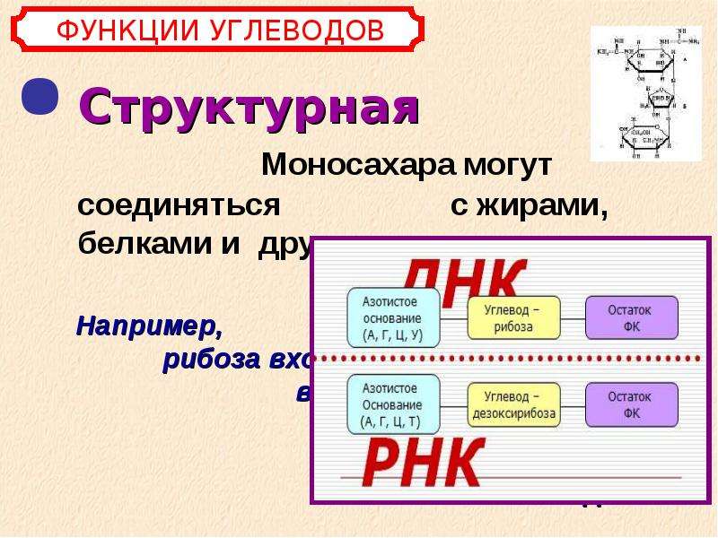 Белки жиры и углеводы клетки. Функции белков жиров и углеводов. Функции БЖУ. Углевод РНК.