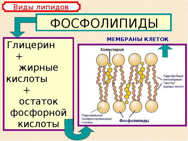 Органические вещества клетки углеводы липиды презентация 10 класс