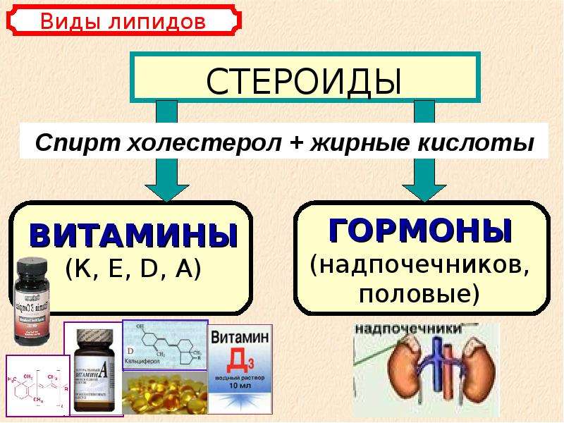 Органические вещества липиды. Стероиды в биологии липиды. Стероиды это в биологии. Стероидные гормоны это липиды. Стероиды примеры.