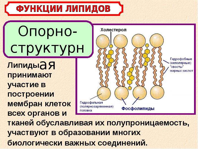 Липиды биология. Липиды в клетке. Функции липидов. Структура липидов. Строение липидов биология.